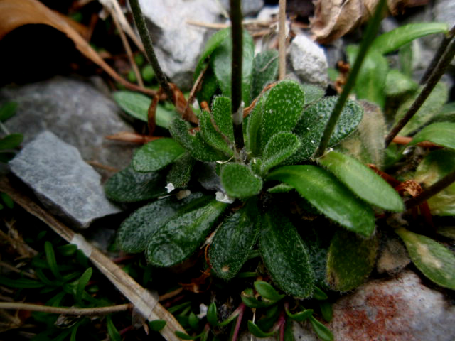Arabis bellidifolia  / Arabetta minore